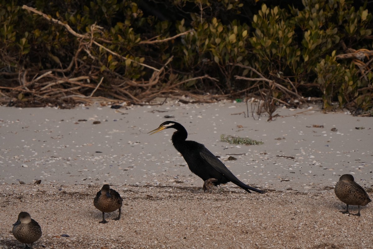 Australasian Darter - ML638522963