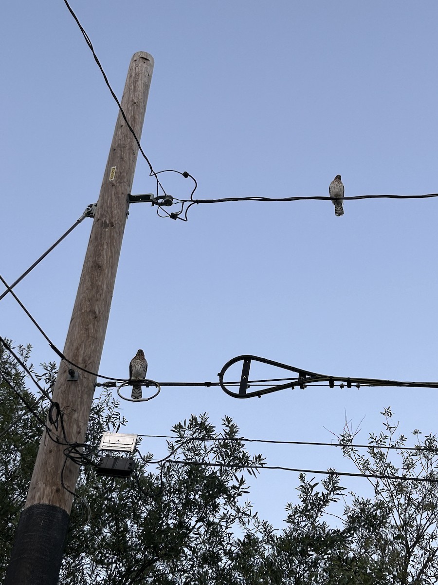 Cooper's Hawk - ML638522994