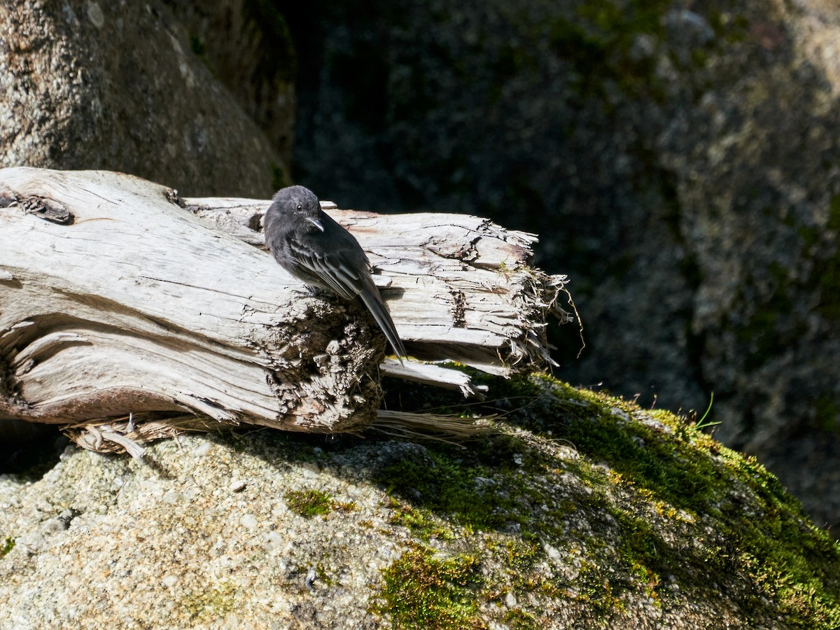 Black Phoebe - ML638523027