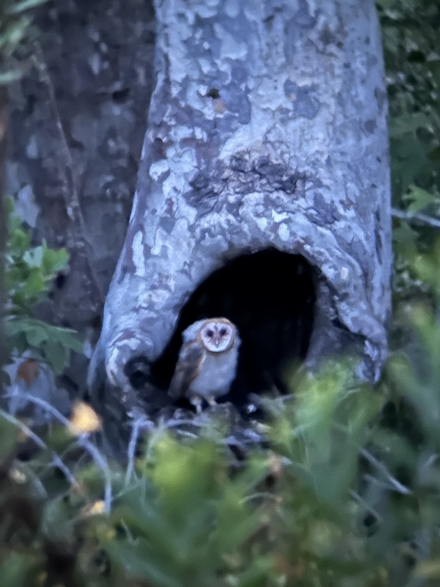 American Barn Owl - ML638523029