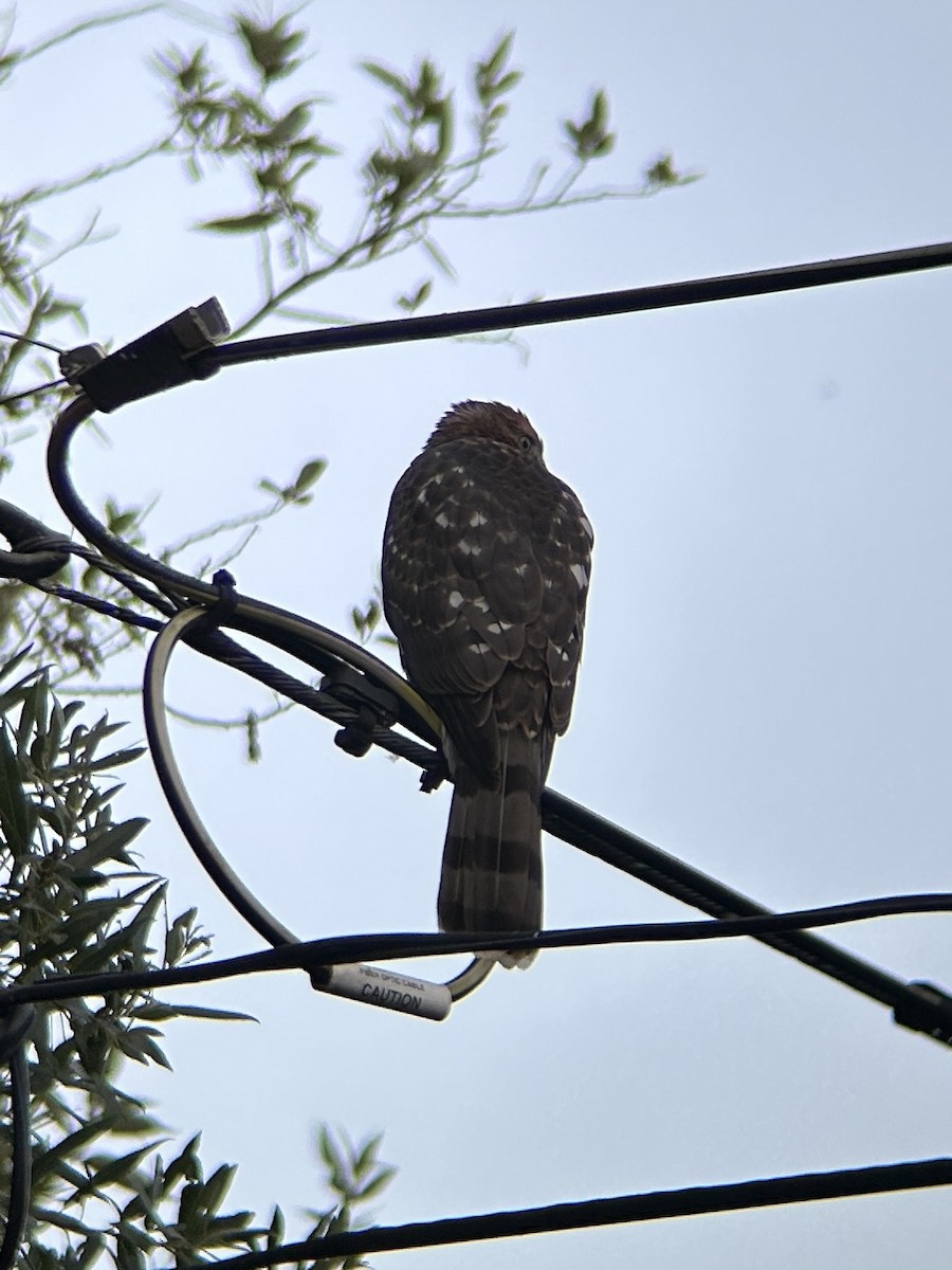 Cooper's Hawk - ML638523072