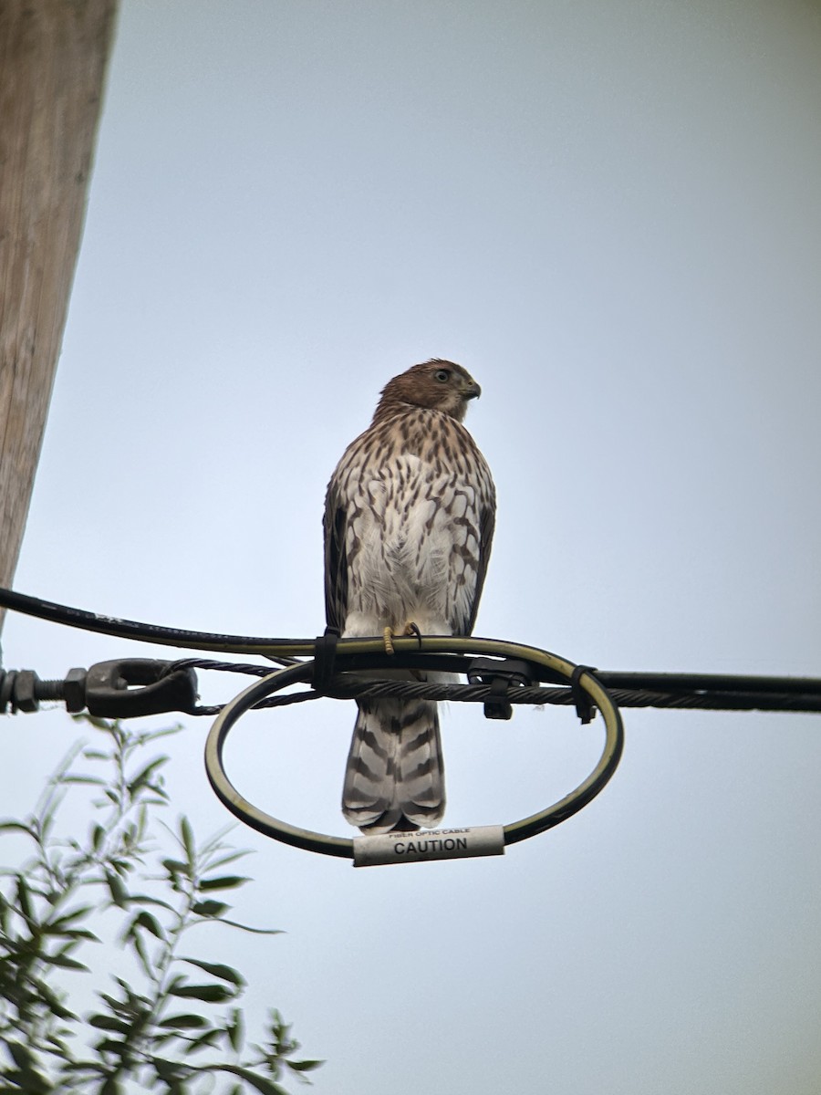 Cooper's Hawk - ML638523073