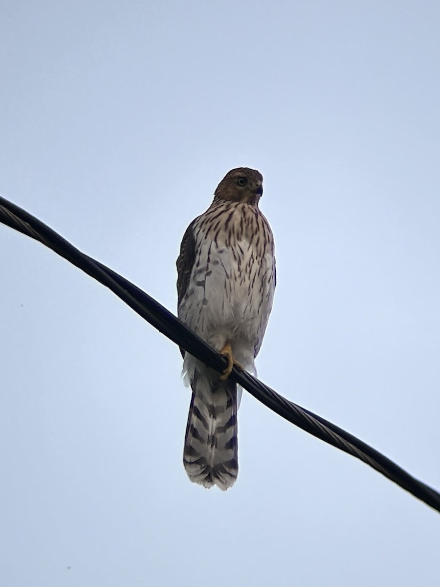 Cooper's Hawk - ML638523084