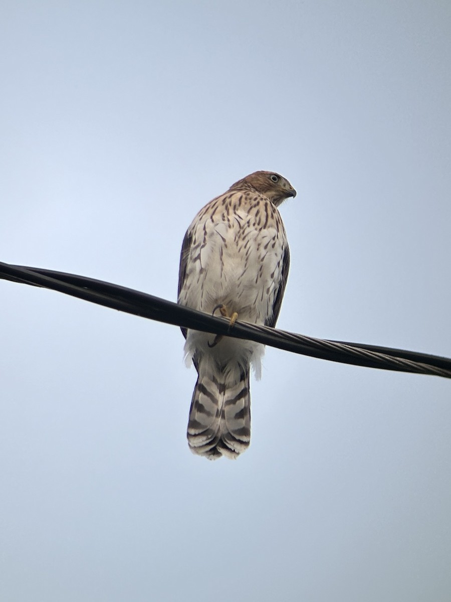 Cooper's Hawk - ML638523086