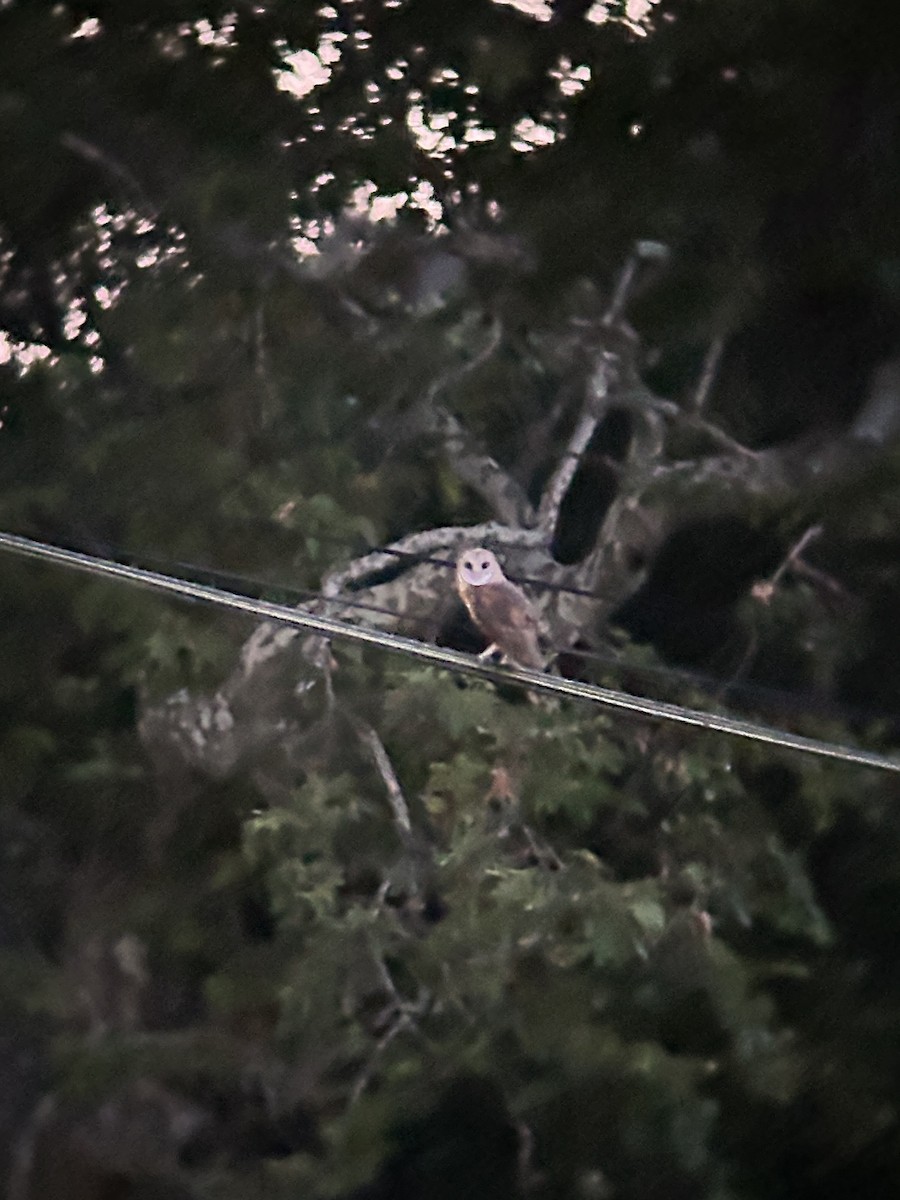 American Barn Owl - ML638523095