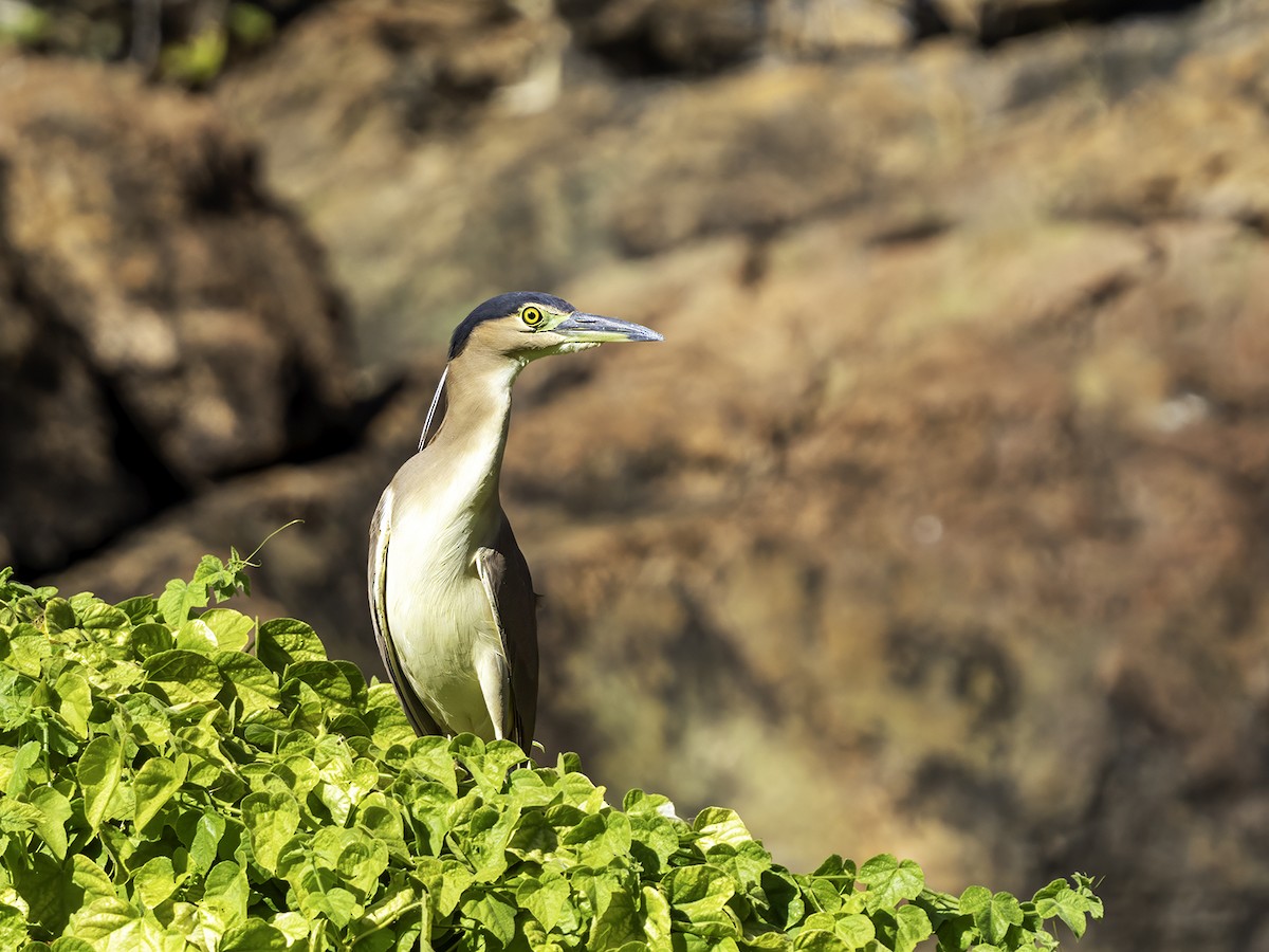 Nankeen Night Heron - ML638523107