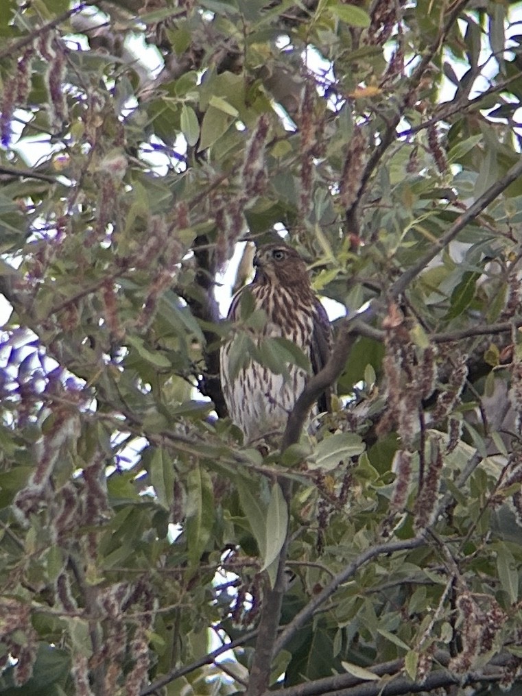 Cooper's Hawk - ML638523109