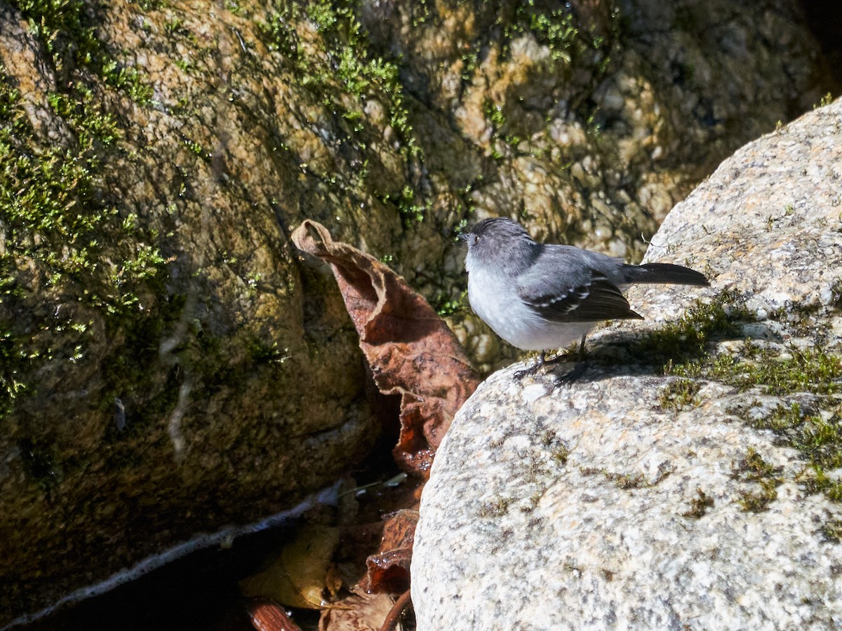 Torrent Tyrannulet - ML638523112