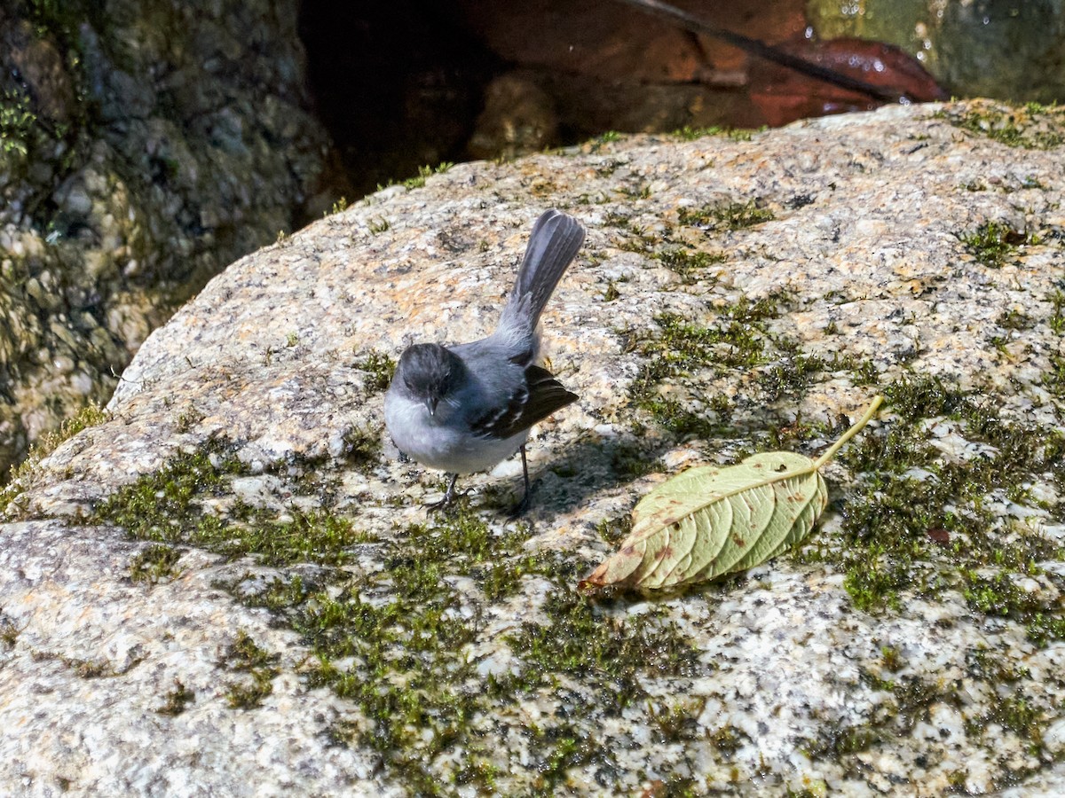 Torrent Tyrannulet - ML638523113