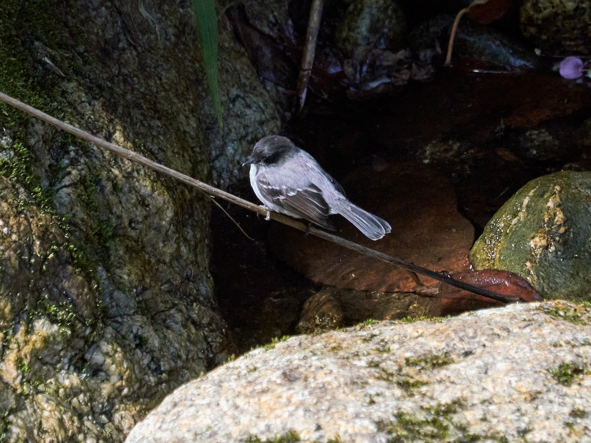Torrent Tyrannulet - ML638523114