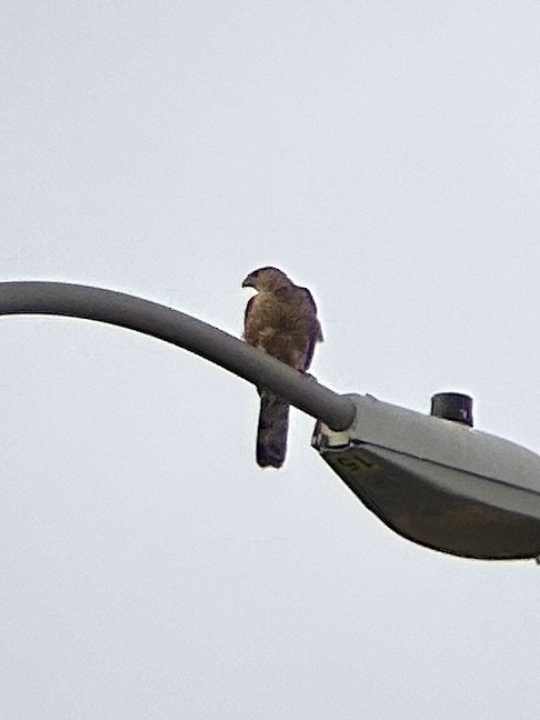 Cooper's Hawk - ML638523115