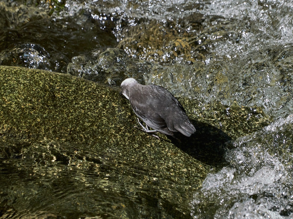 White-capped Dipper - ML638523167