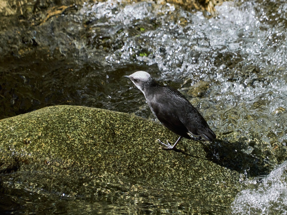 White-capped Dipper - ML638523168