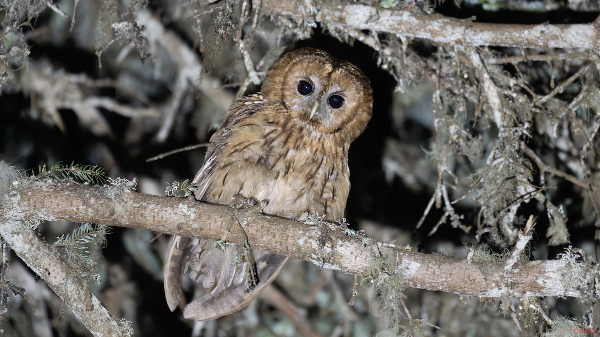Tawny Owl - ML638523183