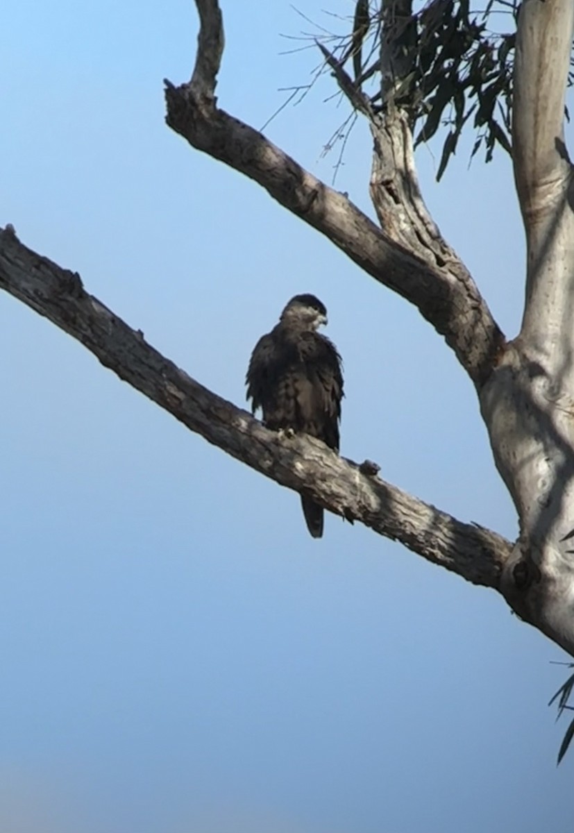 Black Falcon - ML638523193