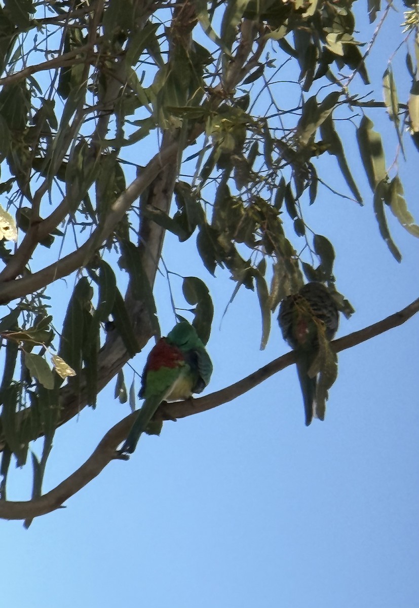 Red-rumped Parrot - ML638523196