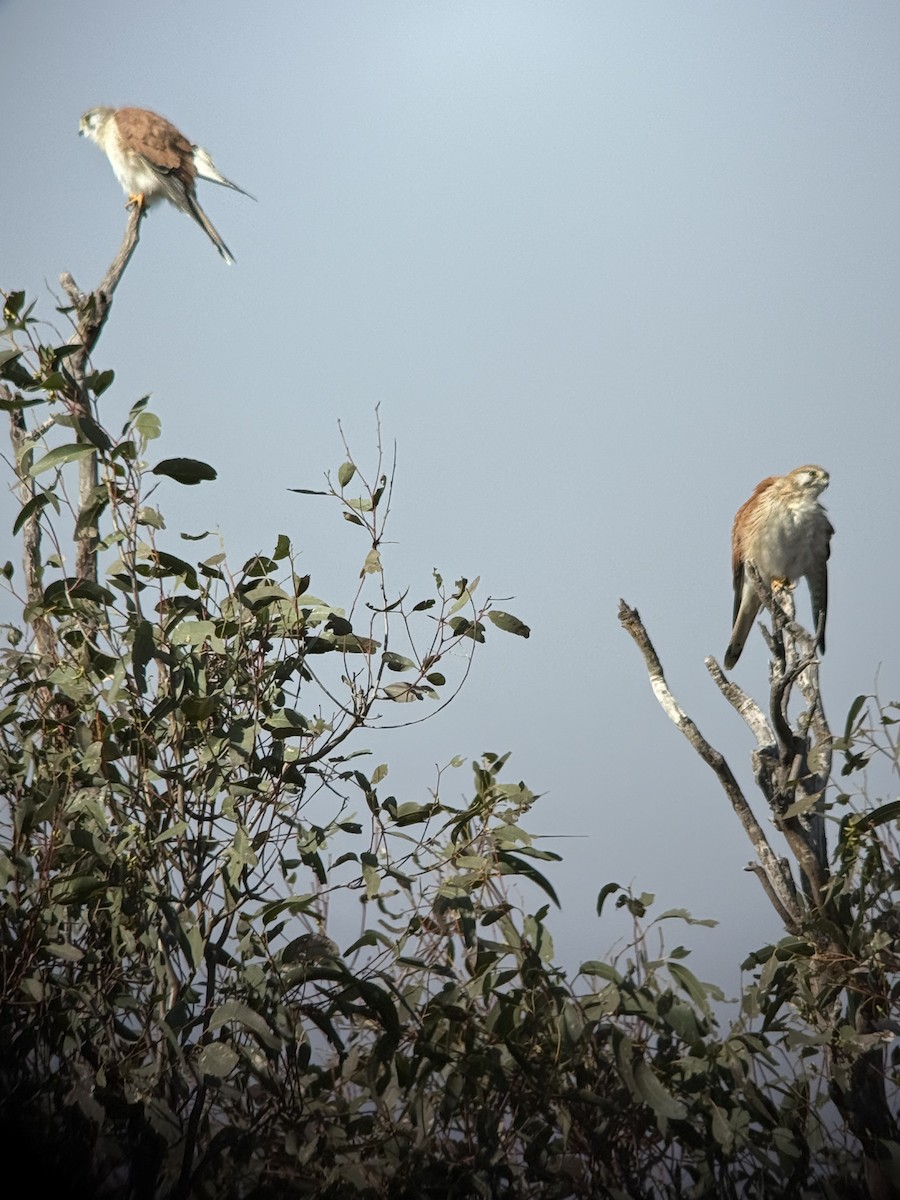 Nankeen Kestrel - ML638523197