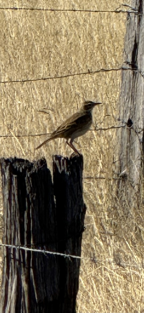 Australian Pipit - ML638523198