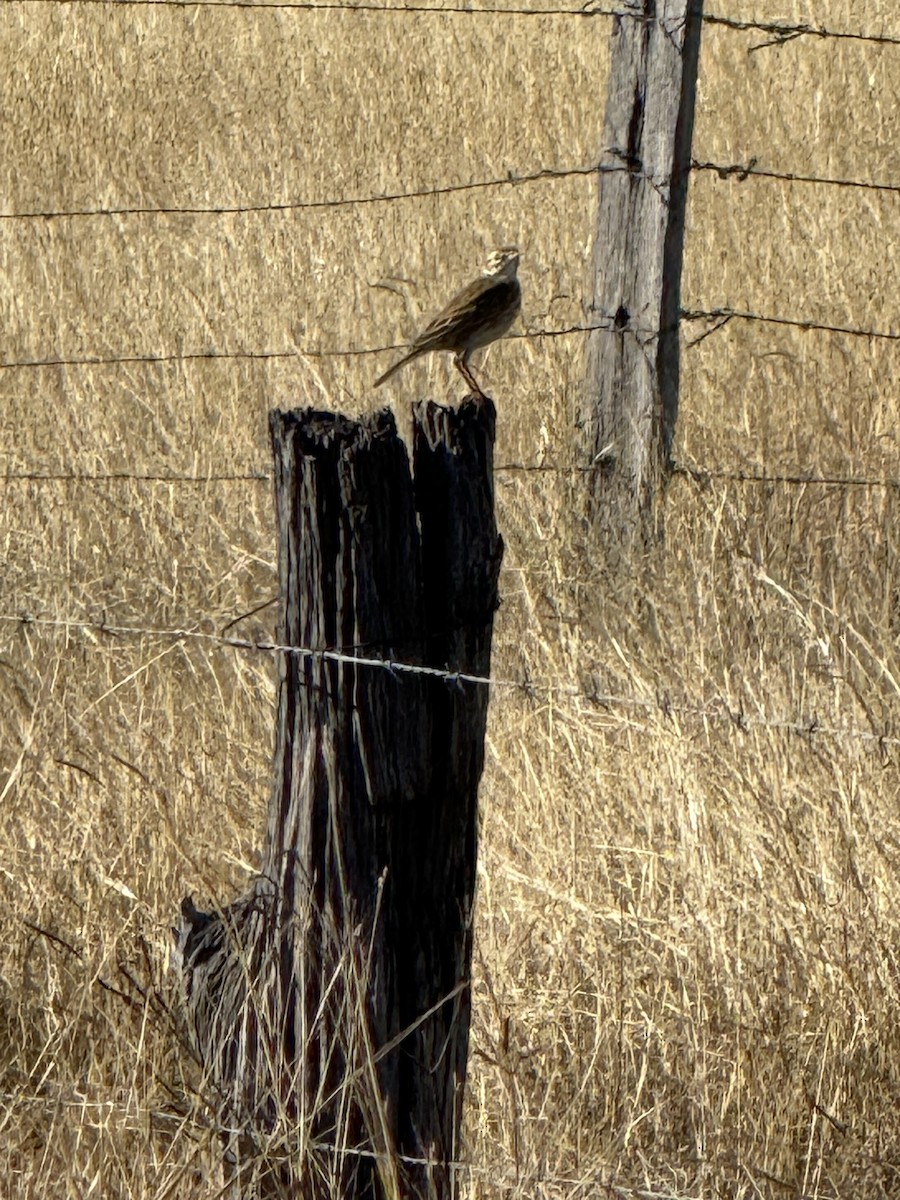 Australian Pipit - ML638523199