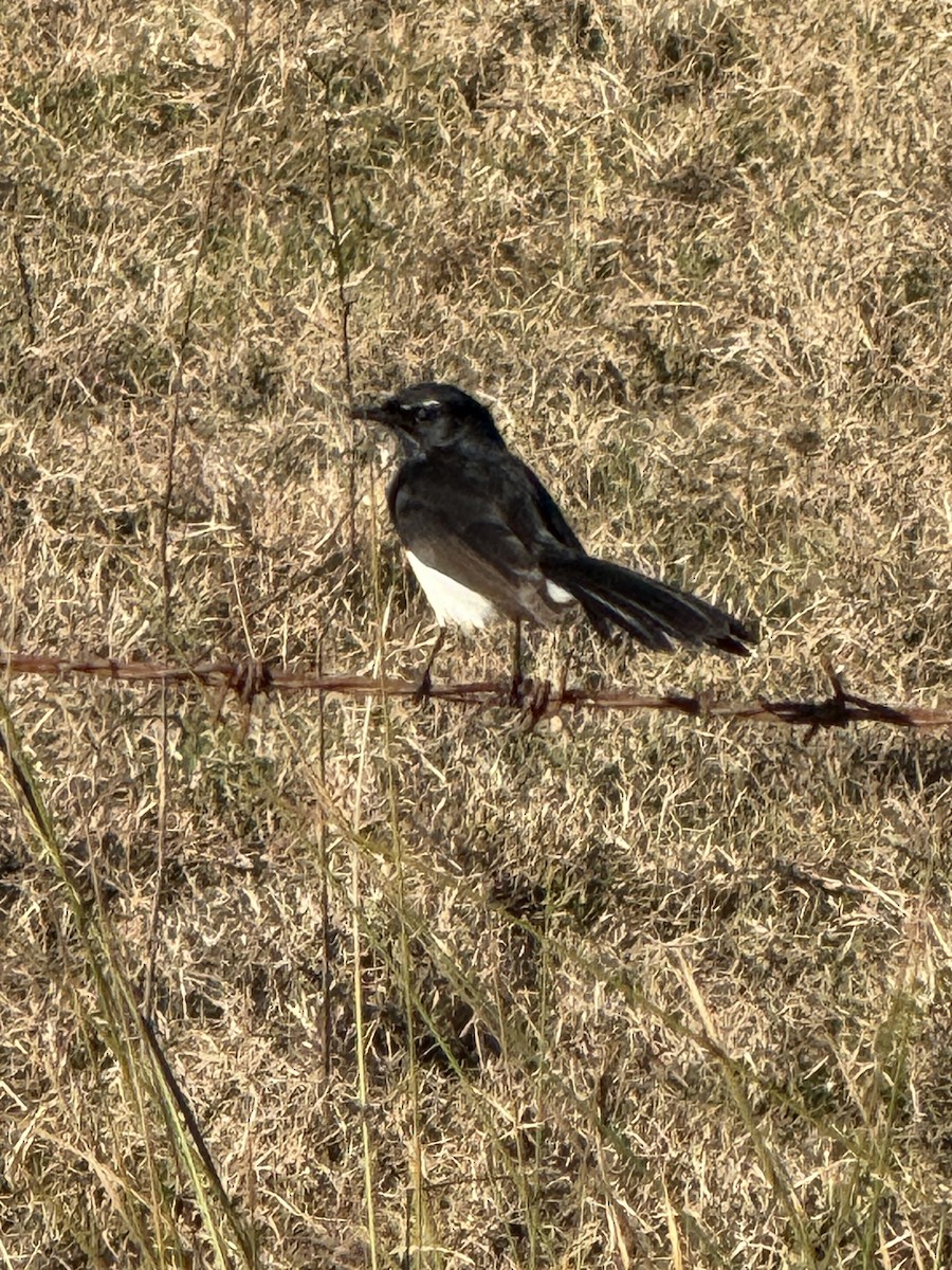 Willie-wagtail - ML638523203