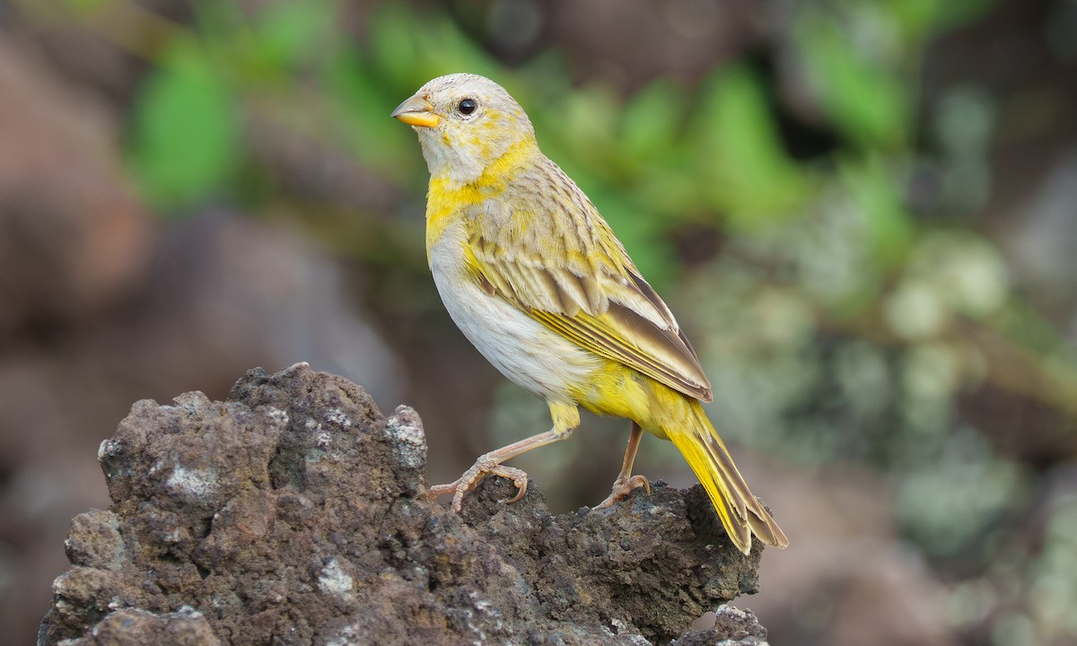 Saffron Finch - ML638523241