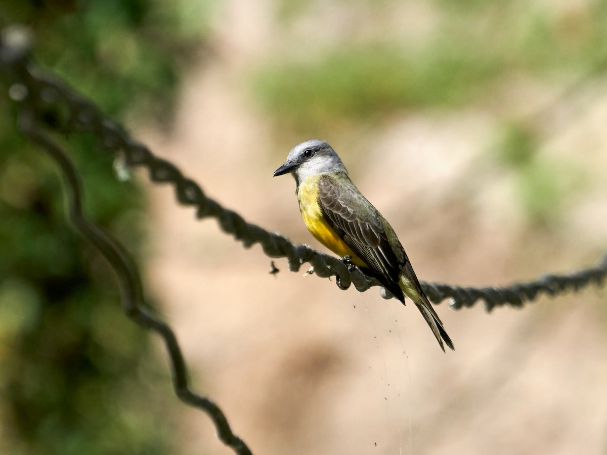 Tropical Kingbird - ML638523242