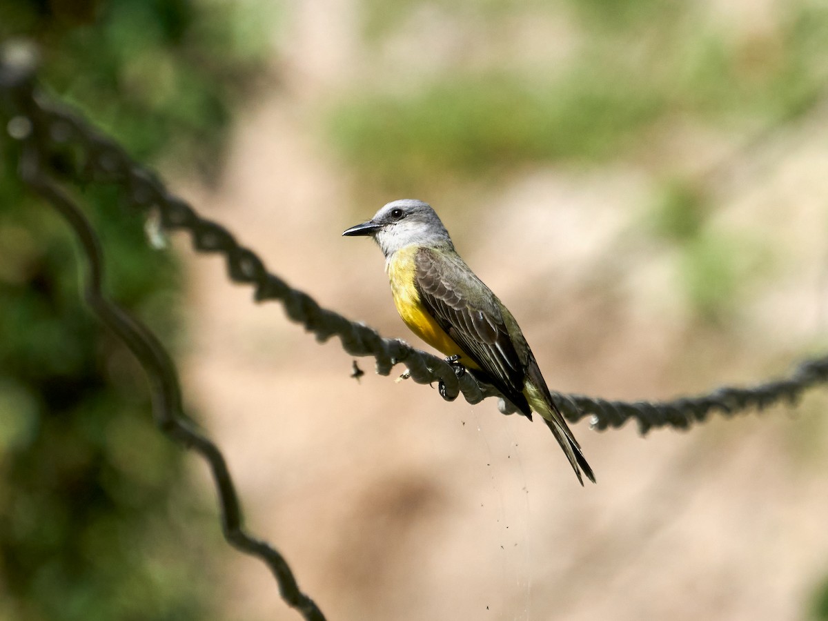 Tropical Kingbird - ML638523243
