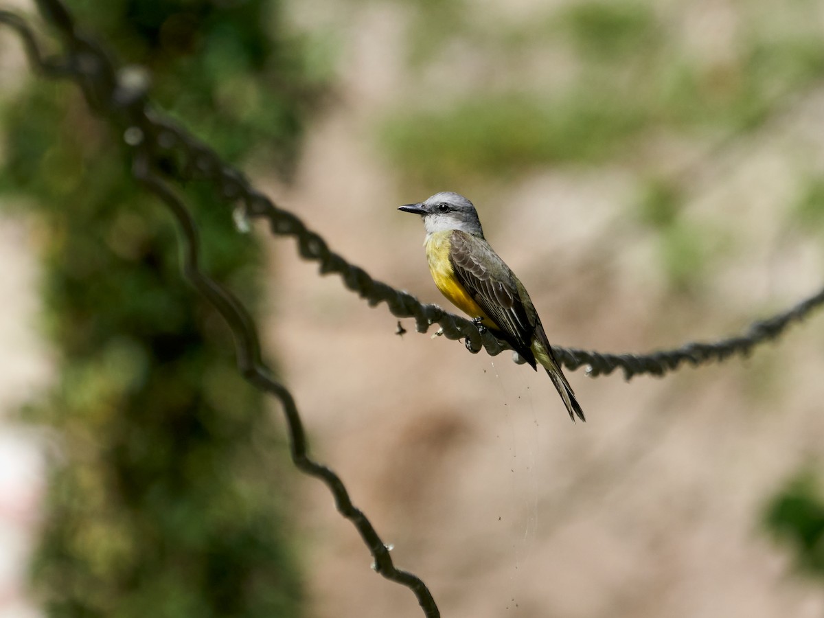 Tropical Kingbird - ML638523245