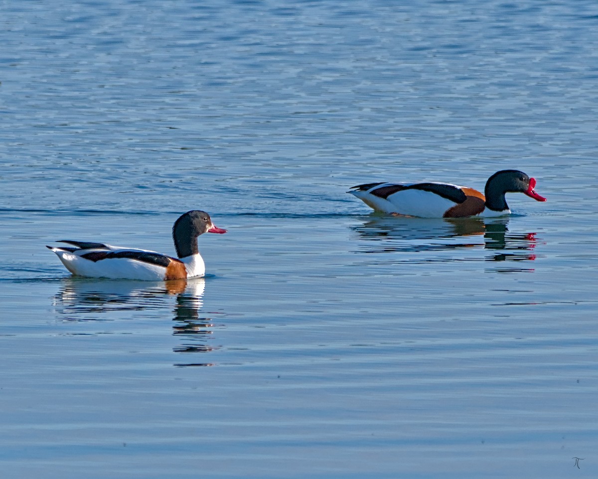 Common Shelduck - ML638523247