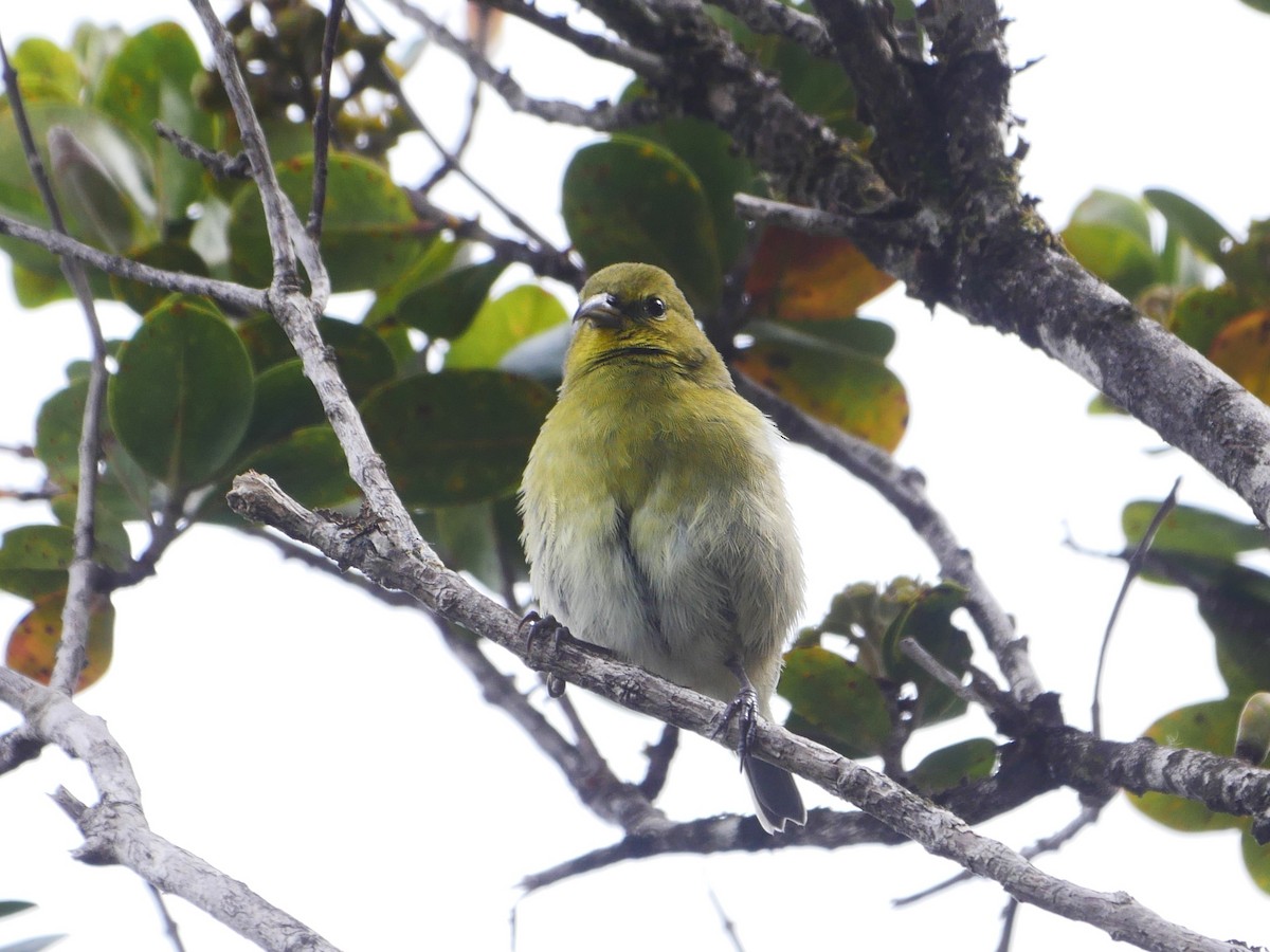 Kauai Amakihi - ML638523285