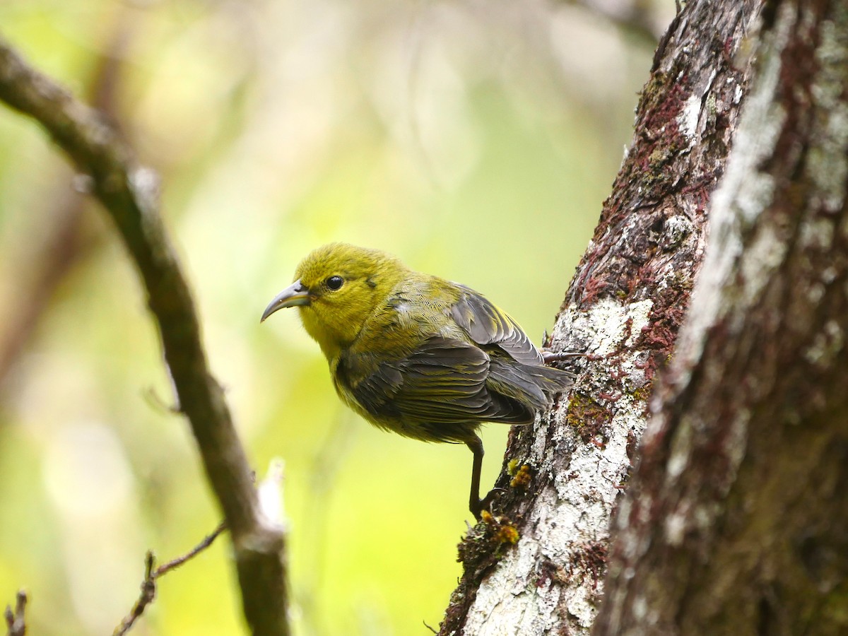 Kauai Amakihi - ML638523286