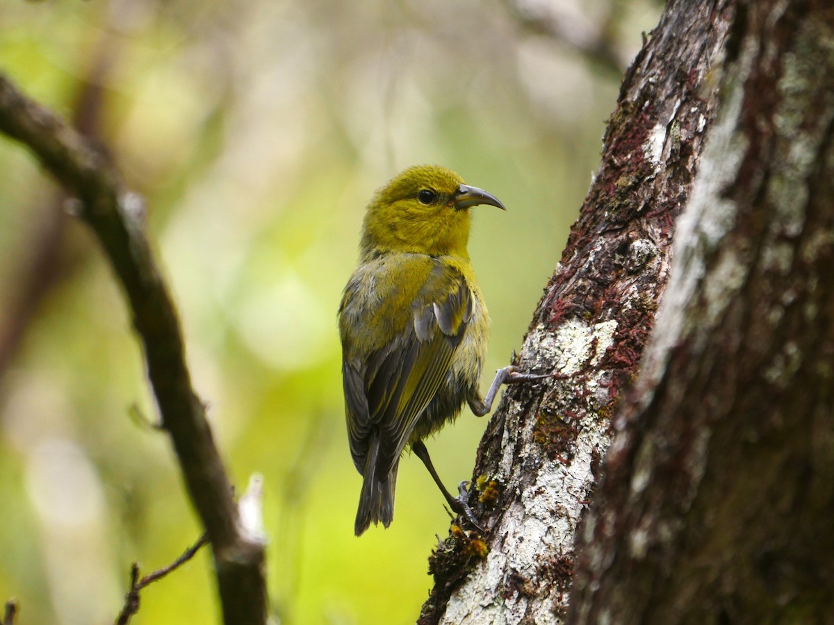 Kauai Amakihi - ML638523287