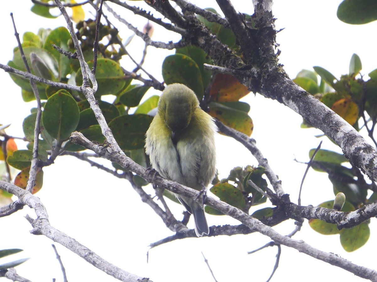 Kauai Amakihi - ML638523288