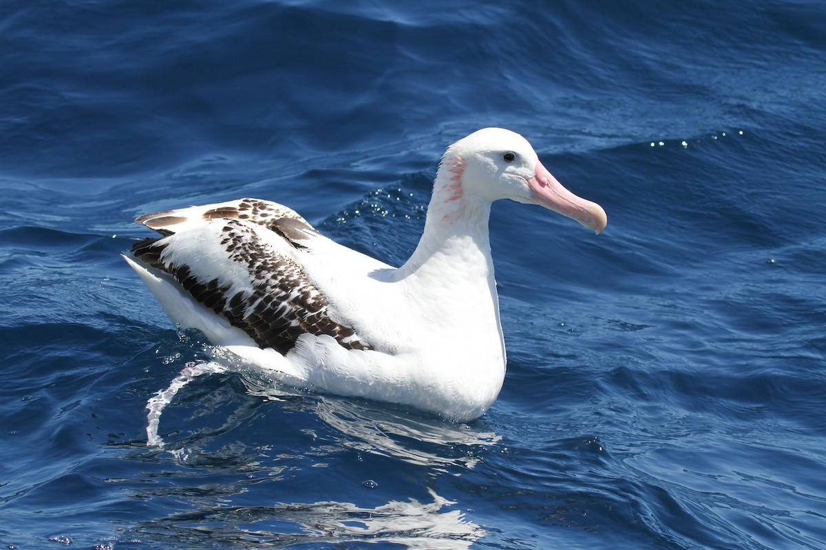 Snowy/Tristan/Antipodean Albatross - ML638523292