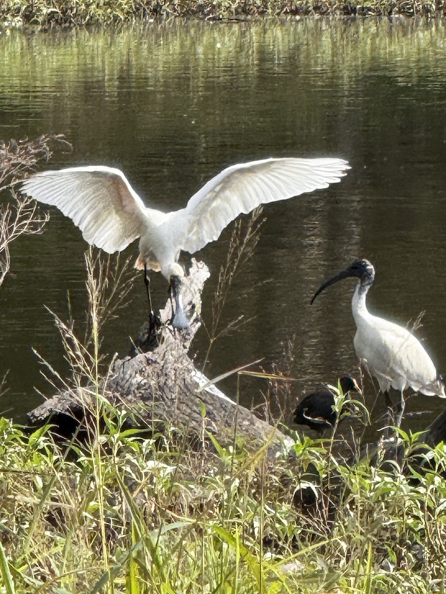 Royal Spoonbill - ML638523294