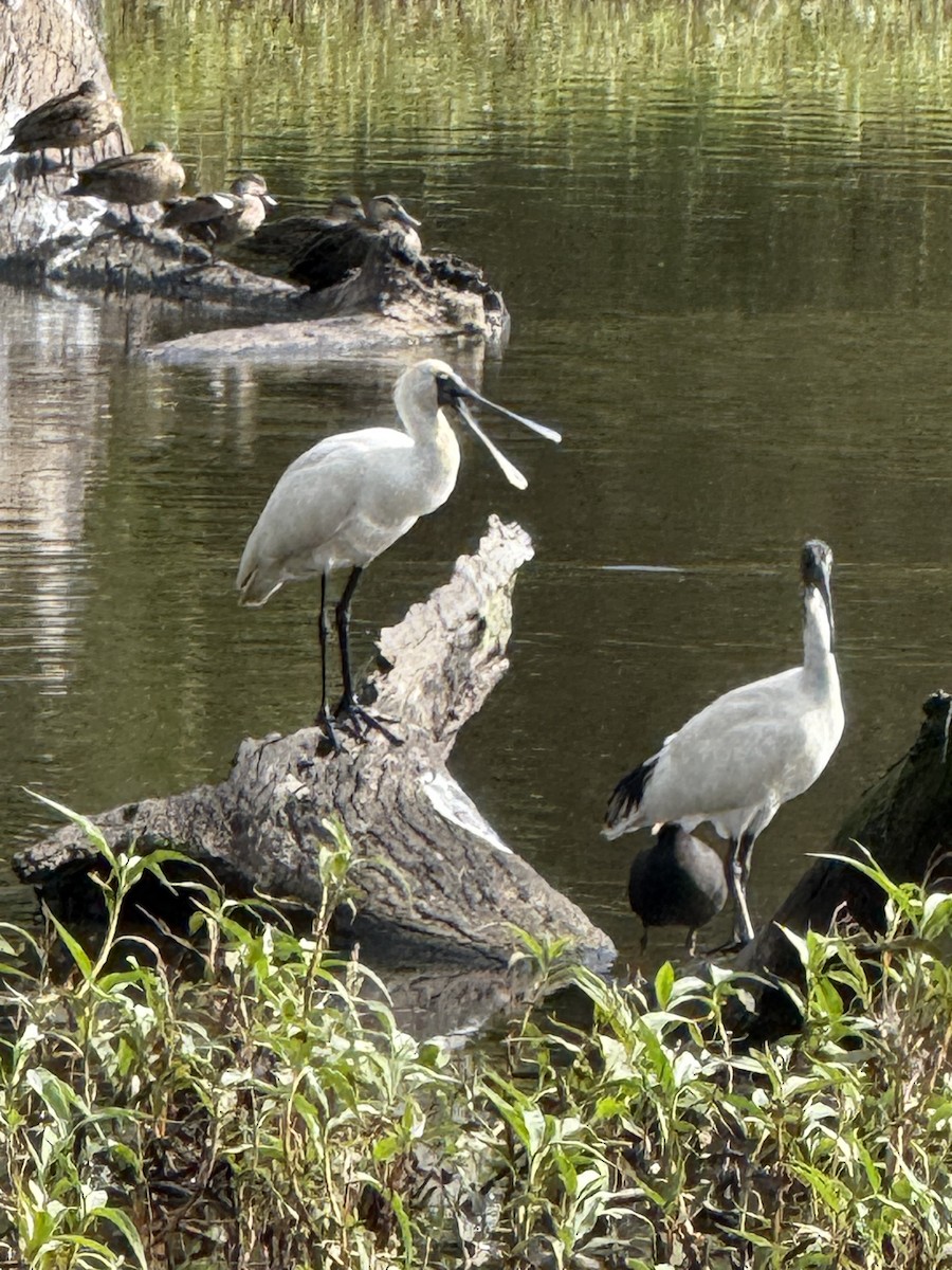 Royal Spoonbill - ML638523295