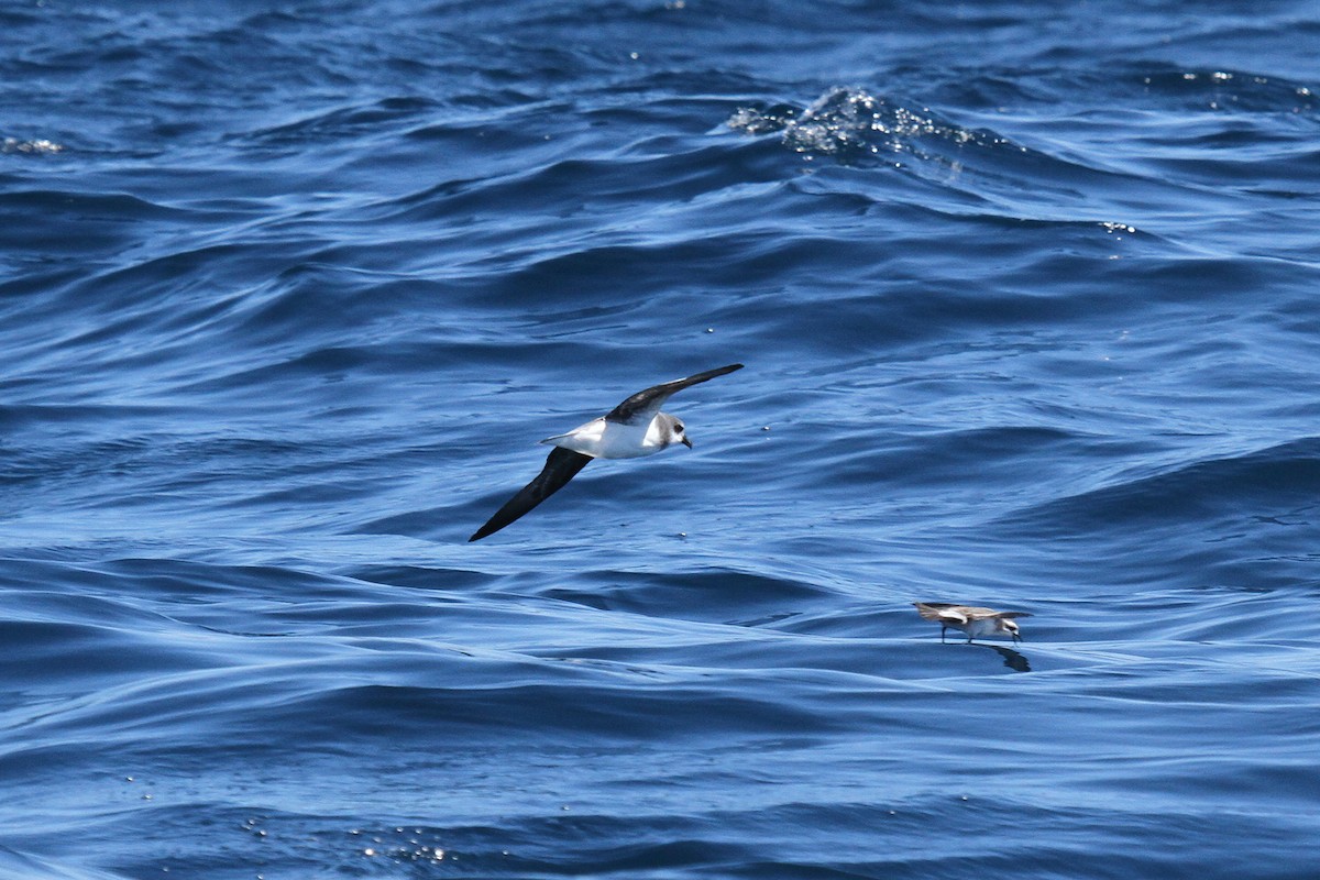 Soft-plumaged Petrel - ML638523302