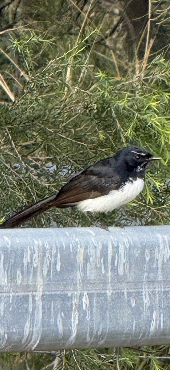 Willie-wagtail - ML638523304