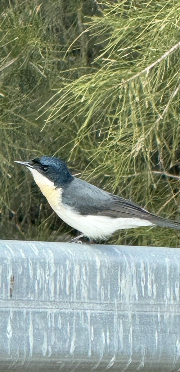 Restless Flycatcher - ML638523307