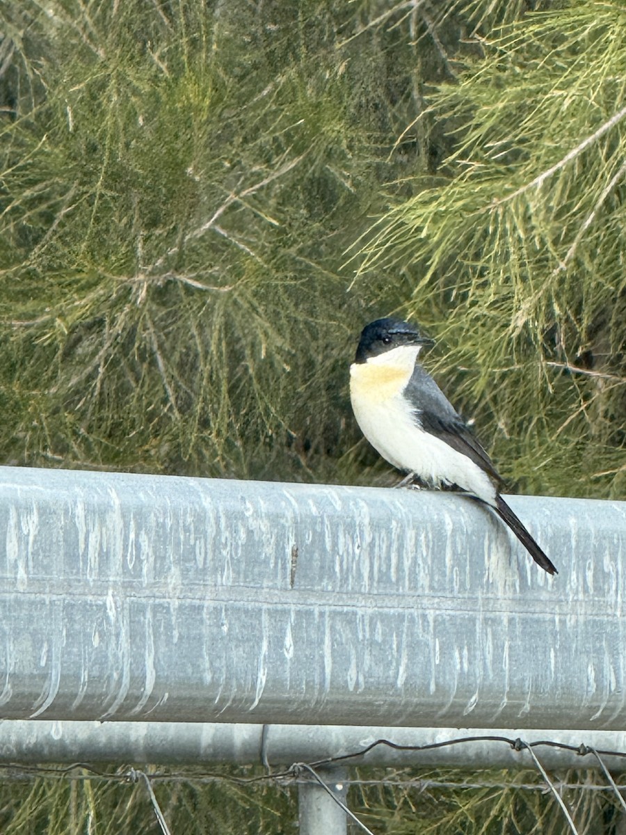 Restless Flycatcher - ML638523308