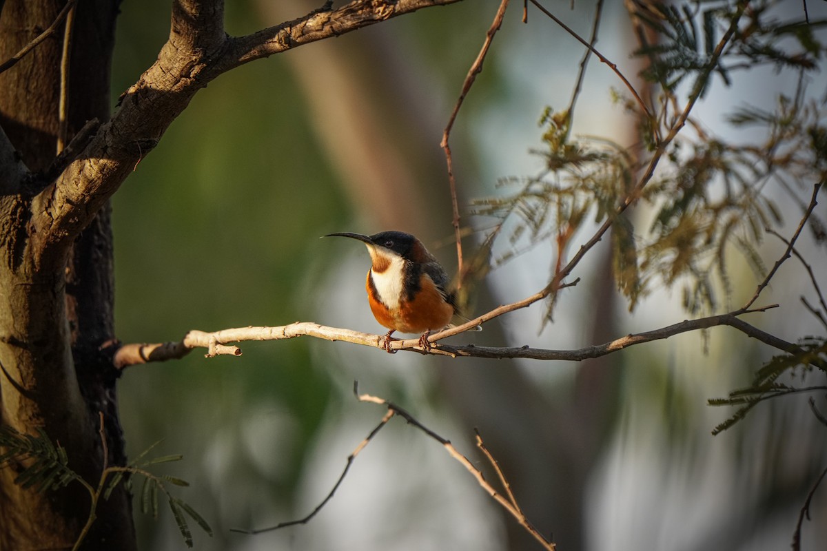 Eastern Spinebill - ML638523340