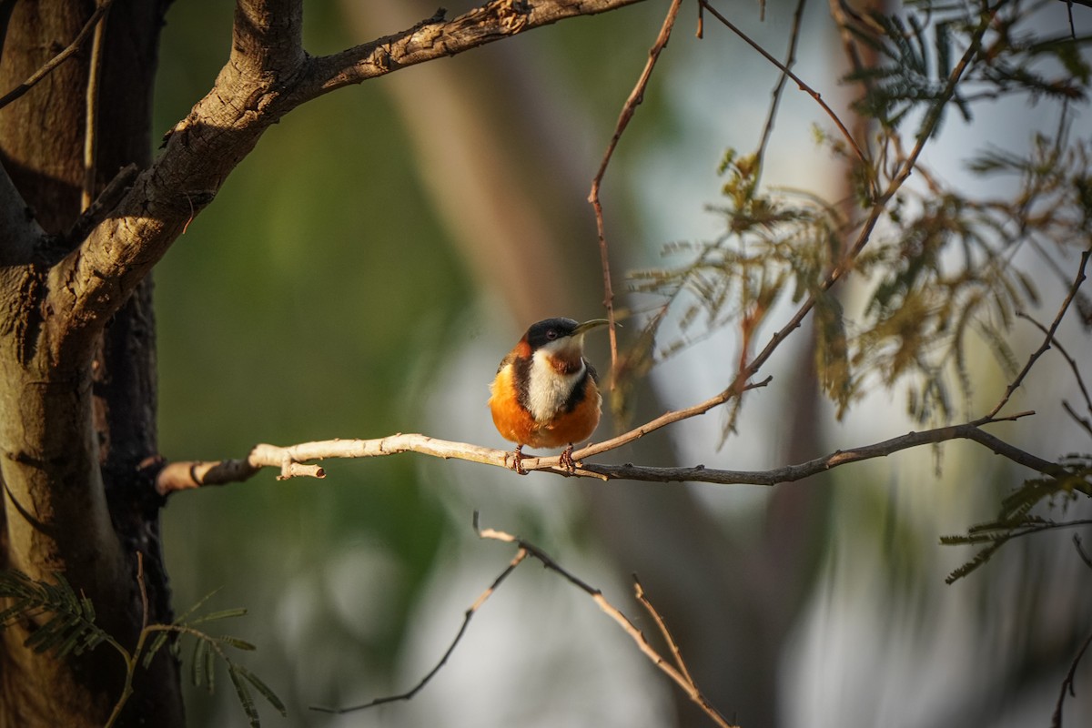 Eastern Spinebill - ML638523341