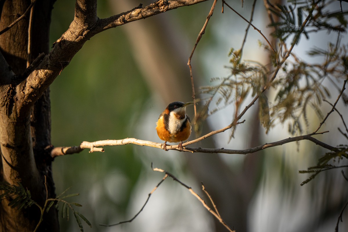 Eastern Spinebill - ML638523342