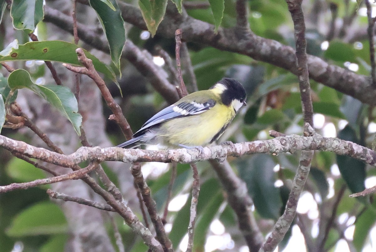 Green-backed Tit - ML638523364