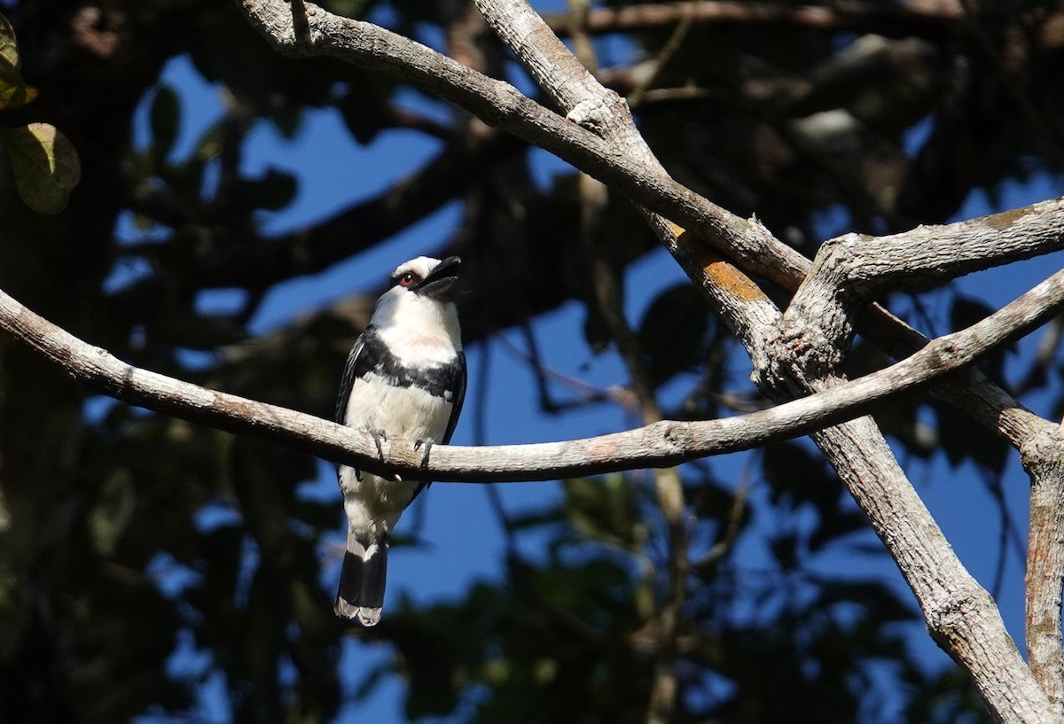 White-necked Puffbird - ML638523367