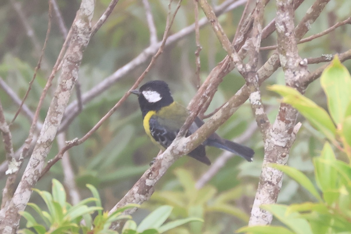 grønnryggmeis - ML638523377