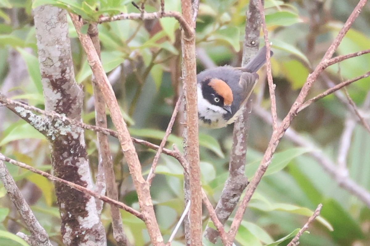 praktstjertmeis - ML638523384