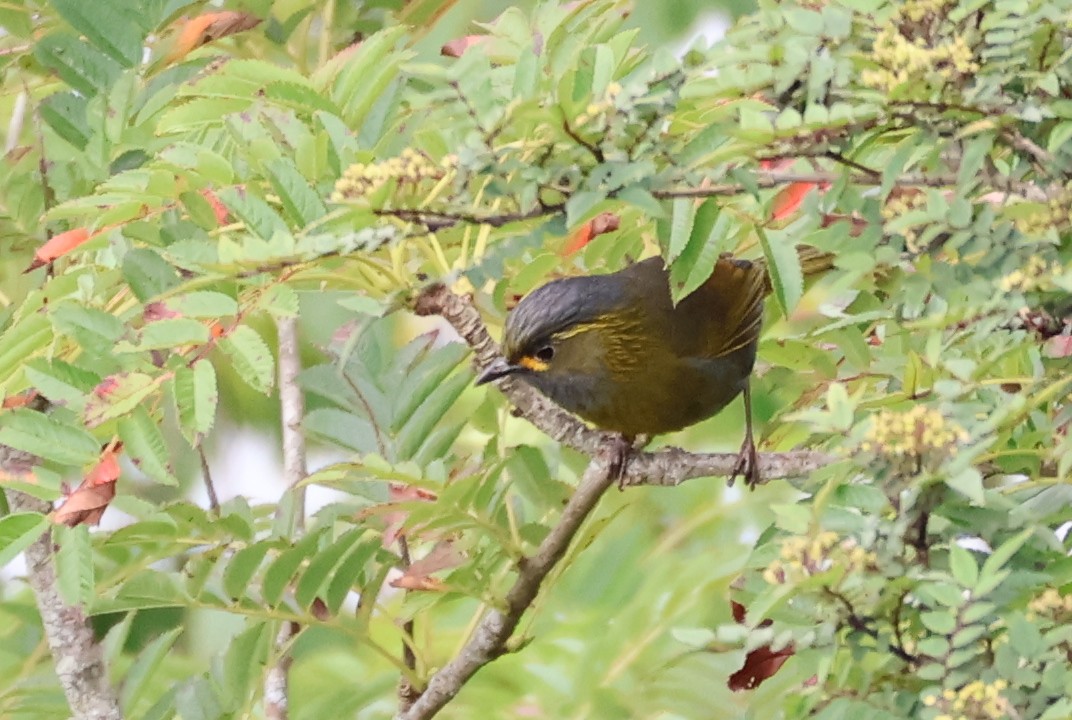 taiwanlattertrost - ML638523388