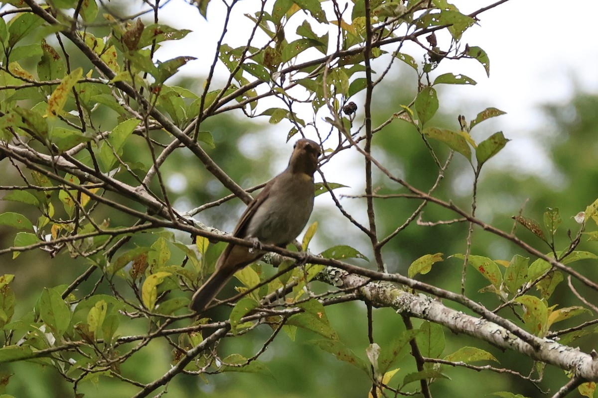 praktniltava - ML638523393