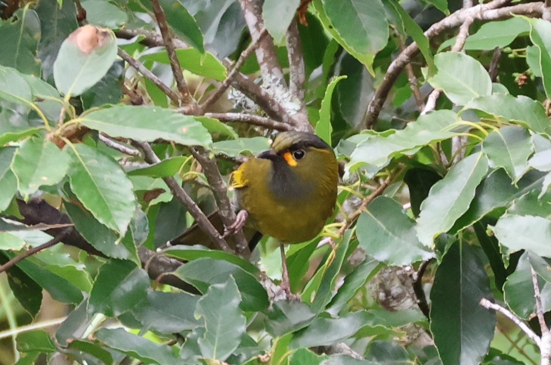 taiwanlattertrost - ML638523401